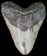 Bargain Megalodon Tooth - North Carolina #41161-1